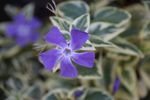 花叶蔓长春