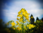 油菜花