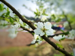 李花