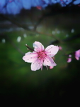 李花