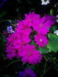 紫花