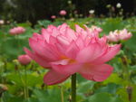 莲花