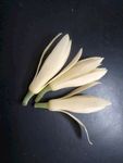 黄果兰
