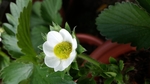 草莓花