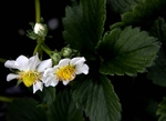 草莓花