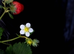 草莓花