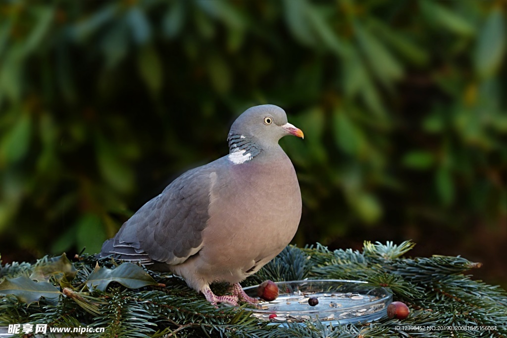 鸽子