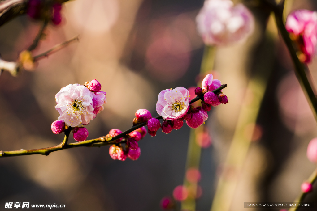 梅花