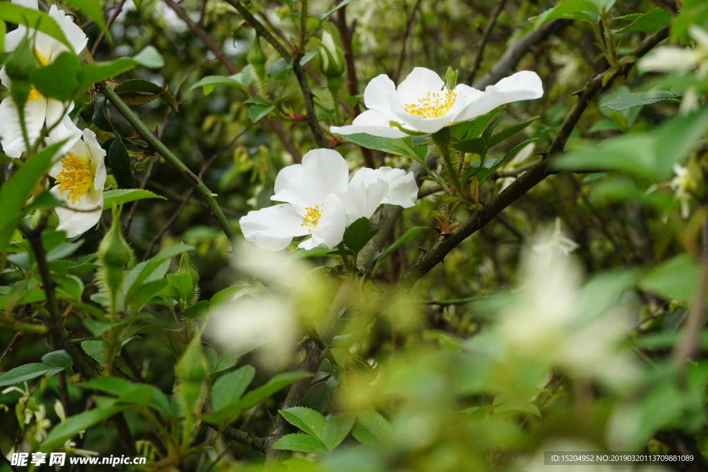 花