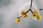 雪中腊梅花