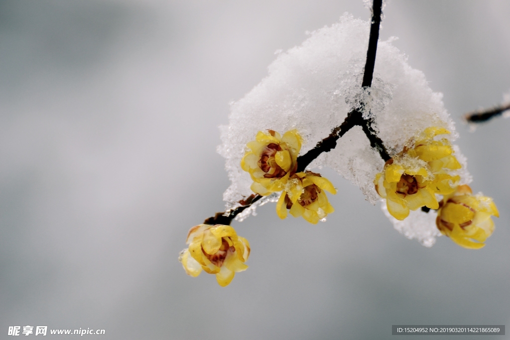 雪中腊梅花