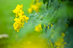 油菜花
