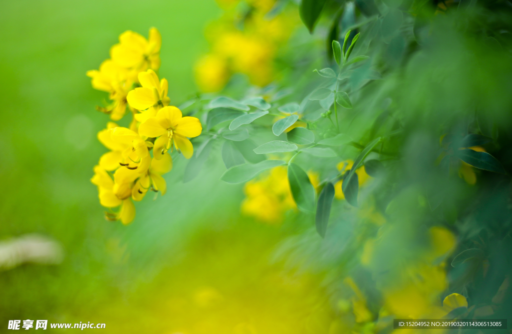 油菜花