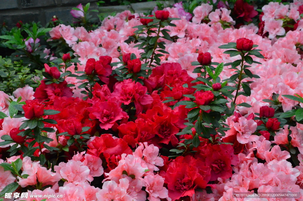 杜鹃花