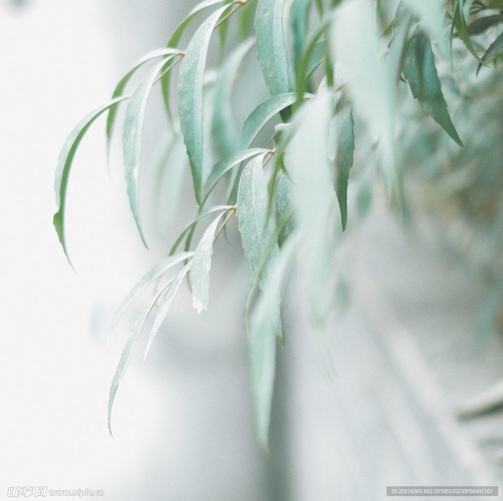 萌芽