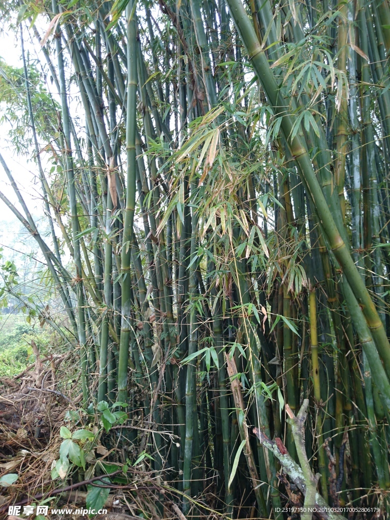 竹子
