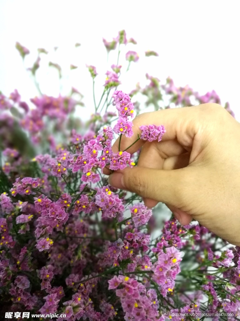 粉水晶花