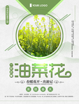 踏春油菜花图片海报