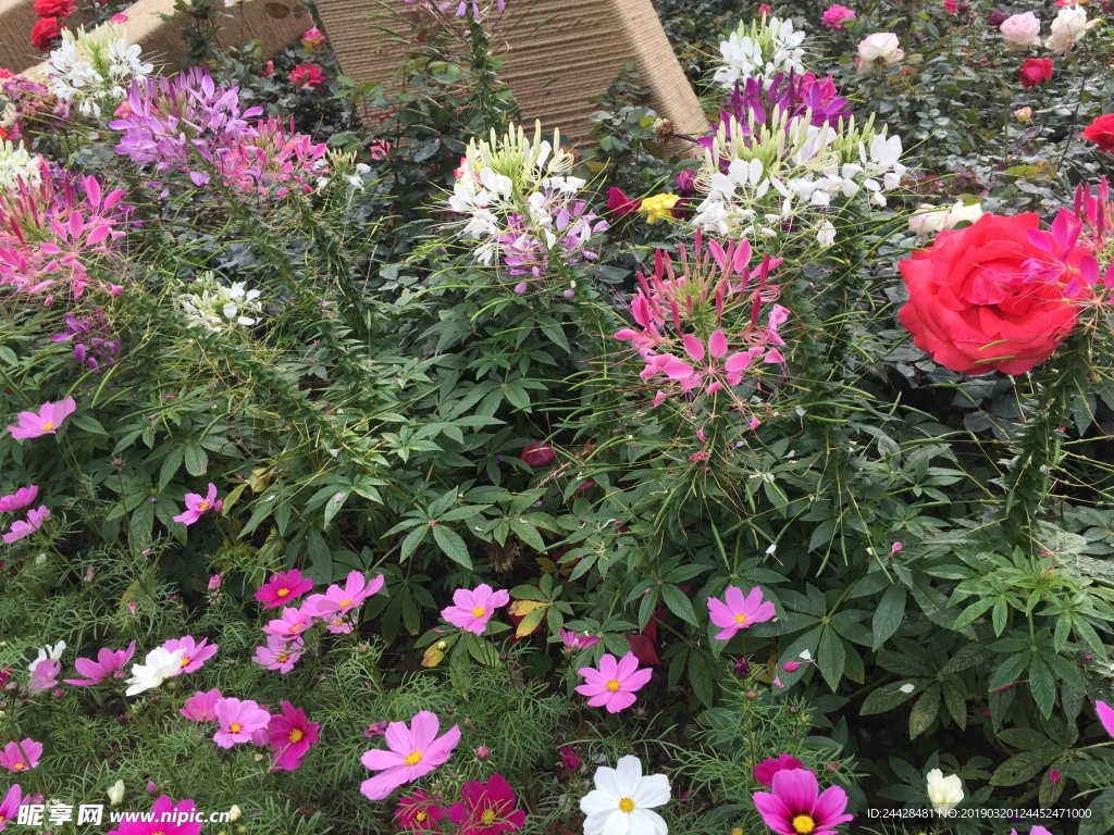 自然景观 花