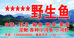 野生鱼