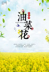 油菜花