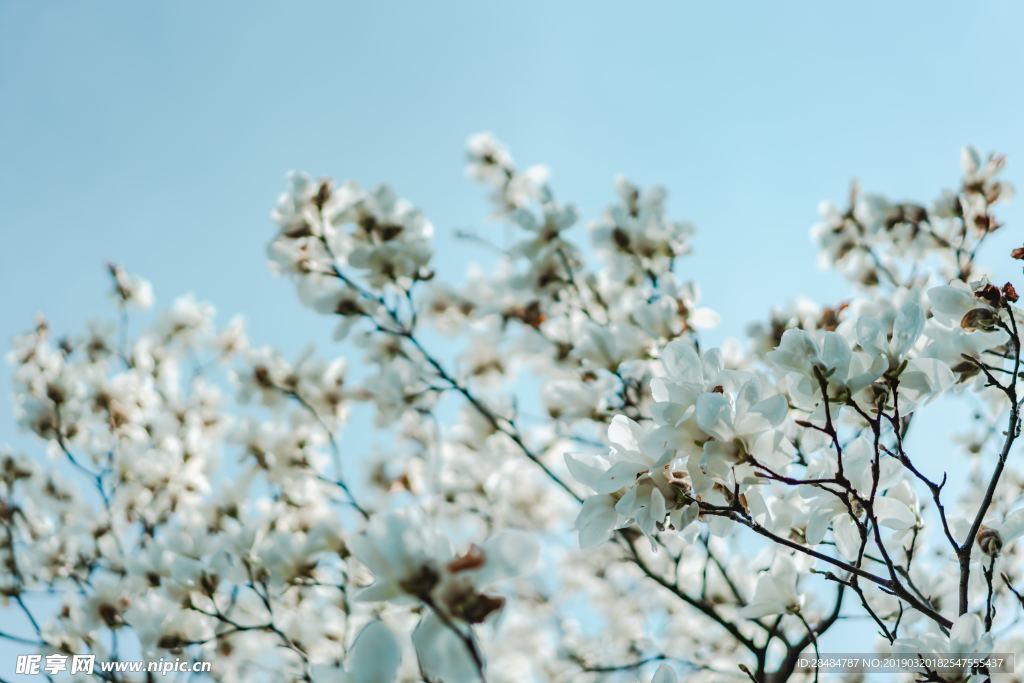 樱花蓝天