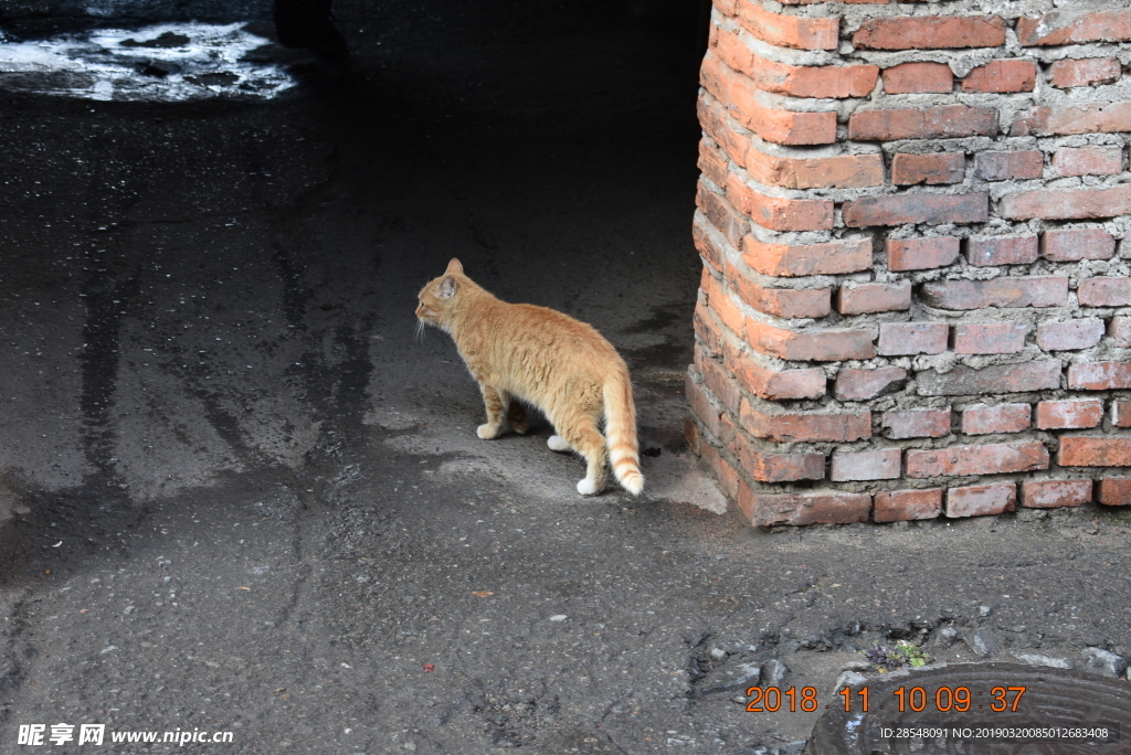 老道外的流浪猫