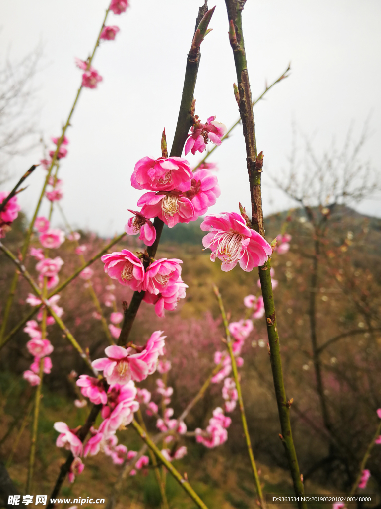 梅花