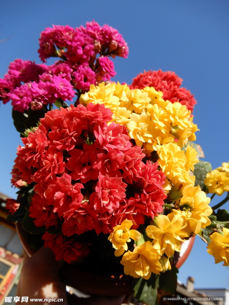 长寿花