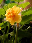 水仙花