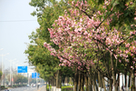 成都 樱花