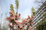 成都 樱花