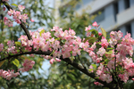 成都 樱花