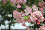 成都 樱花