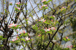 成都 樱花