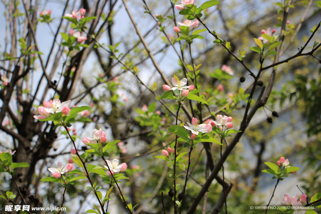 成都 樱花