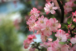 成都 樱花