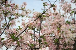 成都 樱花
