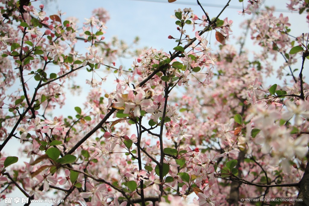 成都 樱花