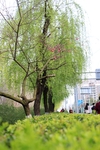 春天  绿树  发芽