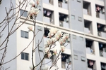 春天 玉兰