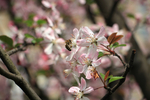 春 樱花