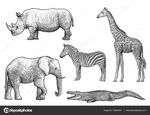 大象犀牛长颈鹿手绘