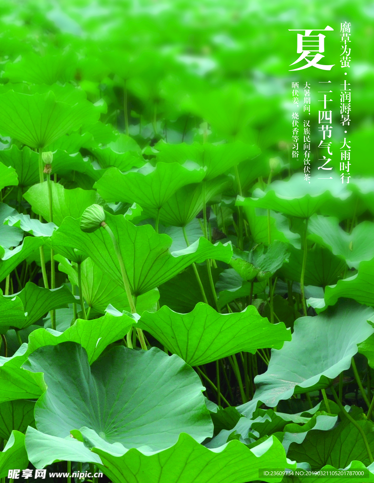 荷花 绿色 夏天 小清新