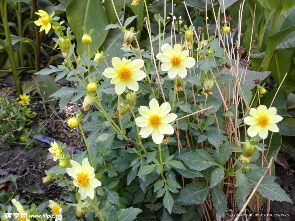 大丽花