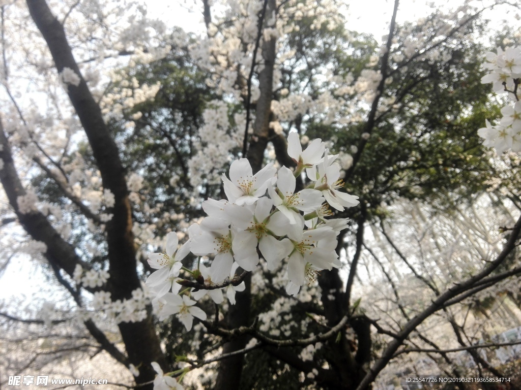 樱花
