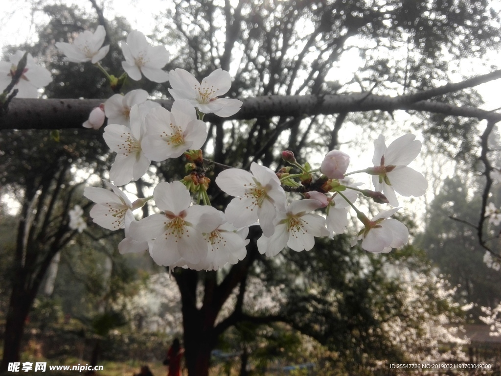 樱花