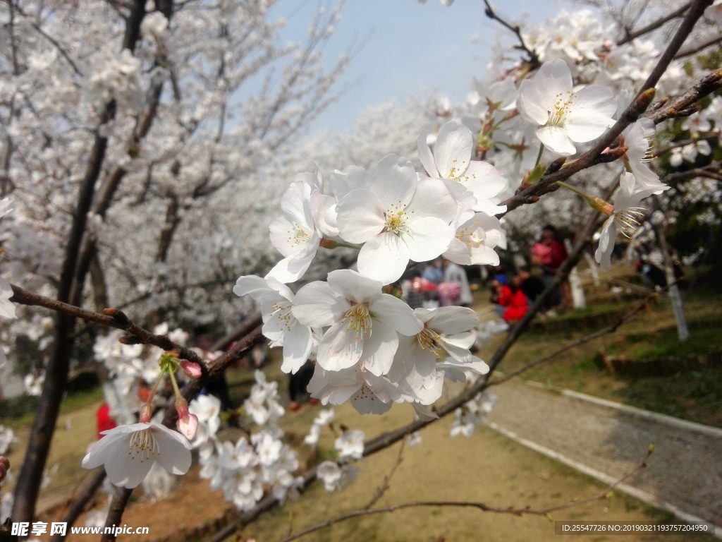 樱花