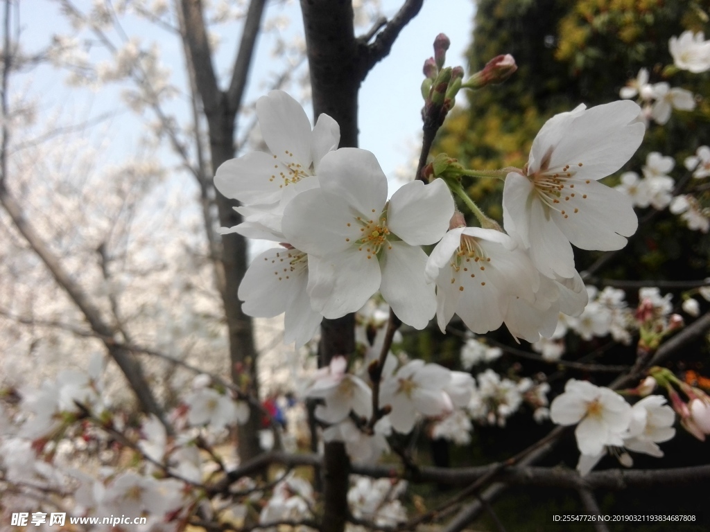 樱花