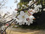 樱花